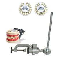 Dental Typodont Model 200, Mounting Pole and Teeth Set Type with Removable Teeth