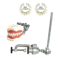 Dental Typodont Model 860, Mounting Pole and Teeth Set Type with Removable Teeth